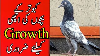 Best method for baby pigeons growth