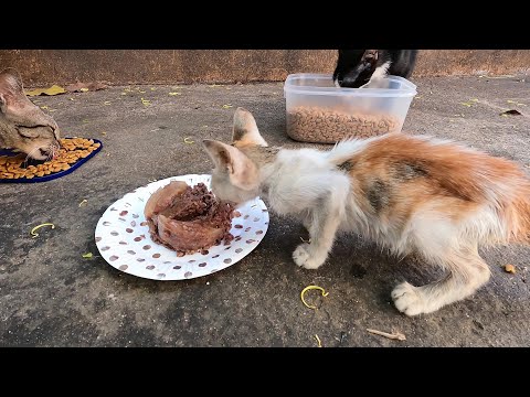 Feeding Hungry cat And two kitten afraid of me