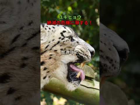 なぜユキヒョウは絶滅の危機に瀕しているのでしょうか?