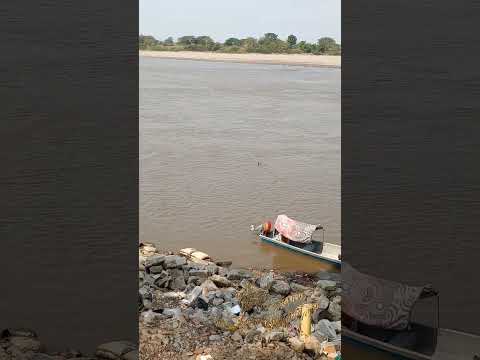 Pato cazando peces en el río Magdalena en Gamarra Cesar