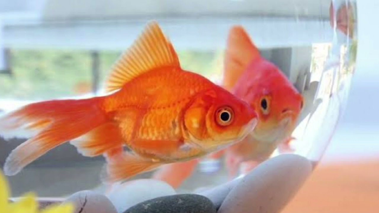 💭Rüyada Japon Balığı Görmek Ne Anlama Gelir
