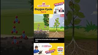 Oxygen Cycle | Home Revise