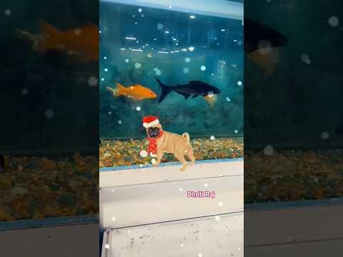 super dog dance 🐕🩰🐾😅#funny #viralvideo