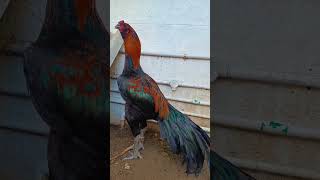 Download lagu 𝐅𝐢𝐠𝐡𝐭𝐞𝐫#birds #roosterfarm #aseelmurga #aseel #fighter #highflyer #sara#ayam #shorts #shortsfeed mp3