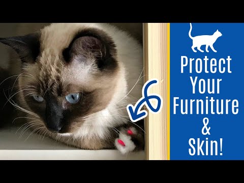 Do Claw Caps for Cats Work? I LOVE them!! Here's How To Put Cat Nail Caps On 👍