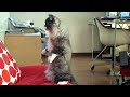 �~�[�A�L���b�g�ɕϐg...