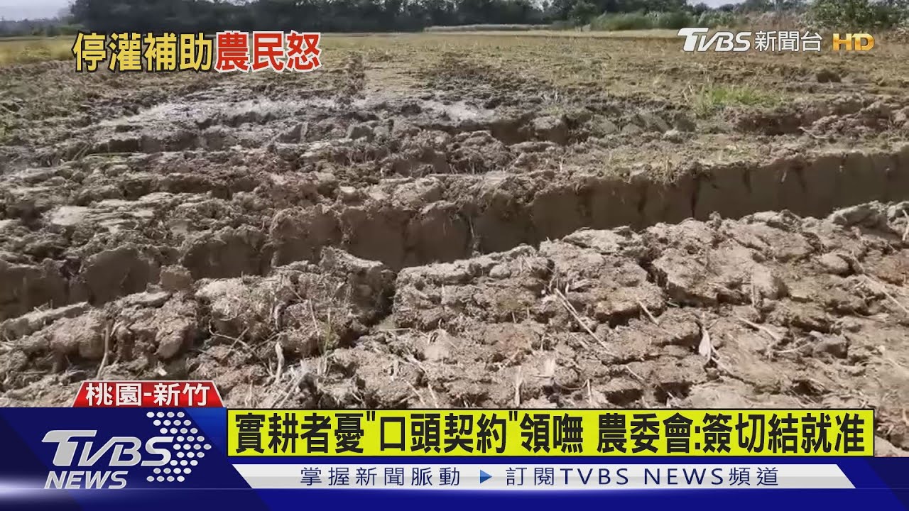 不能種！桃竹苗農地停灌補助　稻農霧煞煞