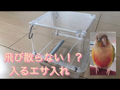 なぜ鳥たちは餌箱に来ないのですか？羽鳥を引き寄せるための適切な解決策  庭園