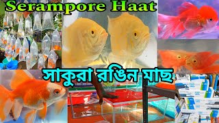 শ্রীরামপুর রঙিন মাছের হাট | Serampore Pet Market |Serampore Fish Market | Fish Shop Near Me | Fish 