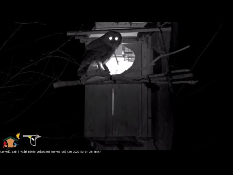 Earthworm Snack Delivered On Wild Bird Unlimited Barred Owl Cam – March 31, 2020