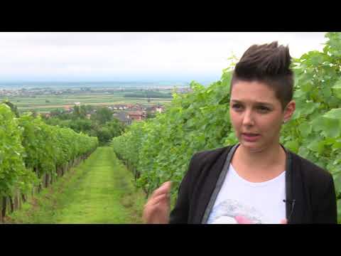 SBTV - DNEVNIK - U TIJEKU SUZBIJANJE AMERIČKOG CVRČKA - 28.06.2018.