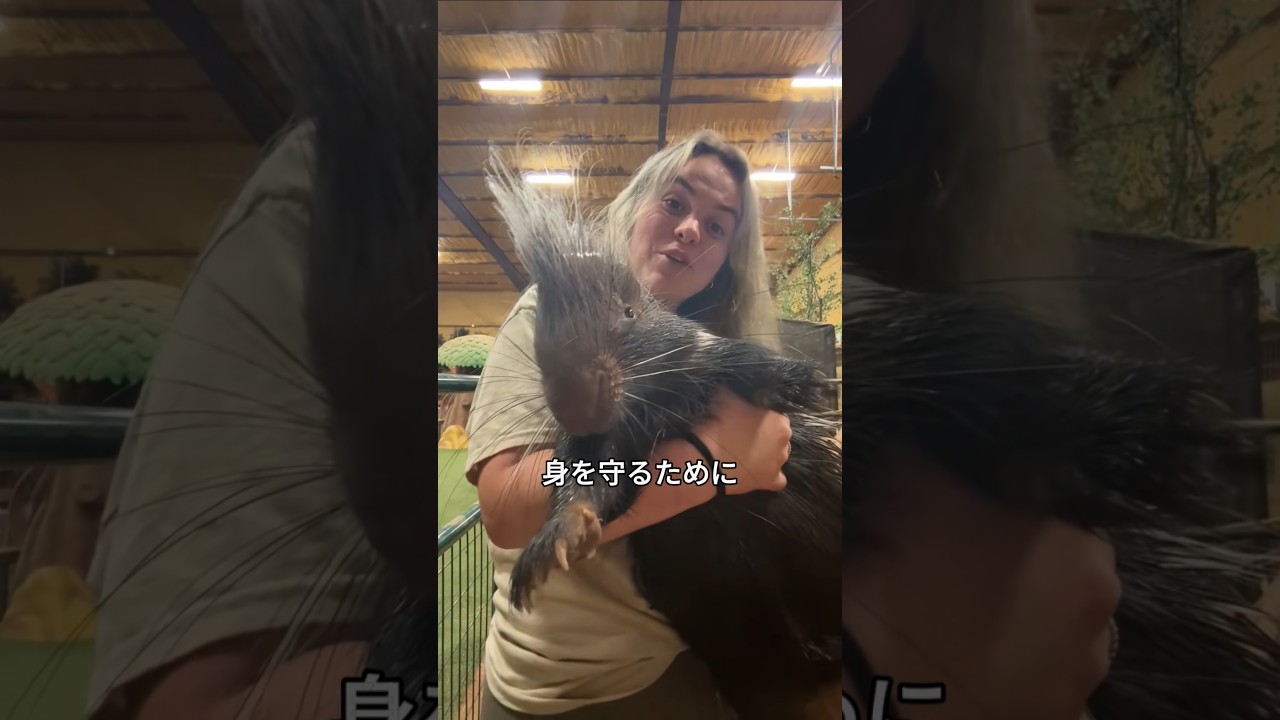 中国がヤマアラシのトゲで数億円を稼ぐ方法