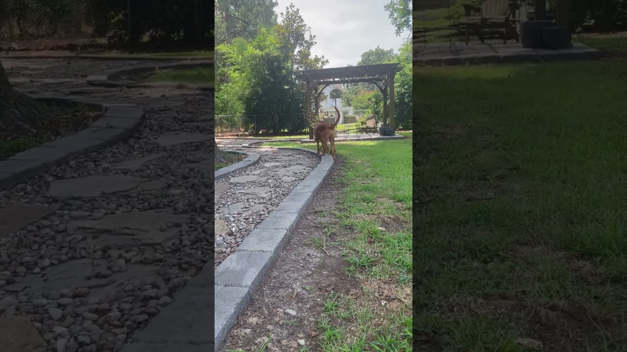 Luann, a ADOPTABLE Bloodhound in Blairstown, NJ video 5/5