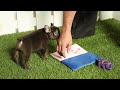 French Bulldog dogs for sale: Becca - Video 1