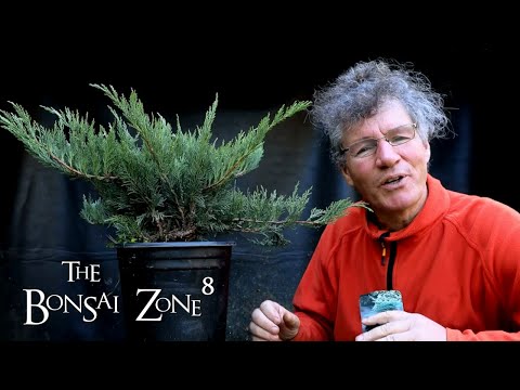 Styling the 12 Dollar Juniper, The Bonsai Zone, Oct 2021
