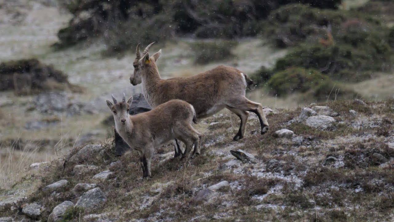 Le Bouquetin des Pyrénées