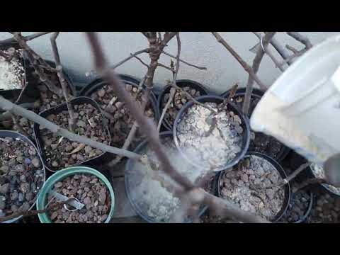 Unter Feigen Kalkung oder auch Kalkdüngung versteht man die Ausbringung von Kalksteinmehl