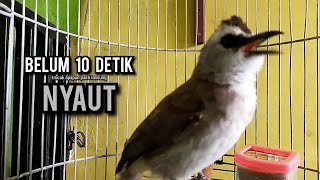 Download lagu trucukan gacor ROPEL PANJANG buat pancingan trucukan agar bunyi JADIKAN burung trucuk gacor EMOSI mp3