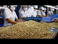 Cashew Nut Processing Modern Technology - Cashew Nut Processing Machine
