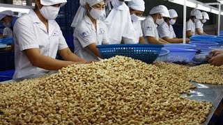 Cashew Nut Processing Modern Technology - Cashew Nut Processing Machine