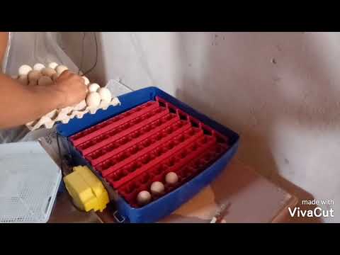 , title : 'شرح عملية تفقيس بيض الدجاج البلدي في الحاضنة الايطالية incubator real49'