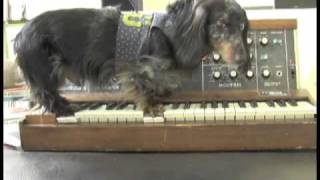 Wiener Dog On A Minimoog - Rhymes with vogue!