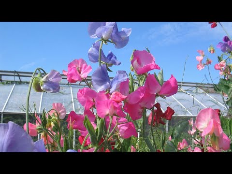 06 Sweet peas flower video by Gurjit Singh s.2017