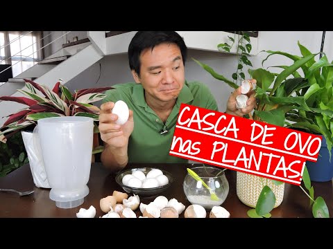 , title : 'O que a CASCA DE OVO faz nas suas plantas?'