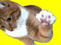 Mylo The Cat Vs The Paparazzi