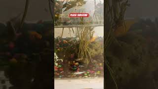 Download lagu please subscribe #jobbiehebriovlogs mp3