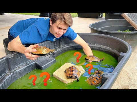 SAVING MY POND CREATURES FROM WINTER WEATHER ! WILL THEY MAKE IT ?!