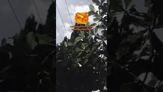 Download lagu Story wa higgs domino terbaru mp3 Download lagu Story wa higgs domino terbaru mp3