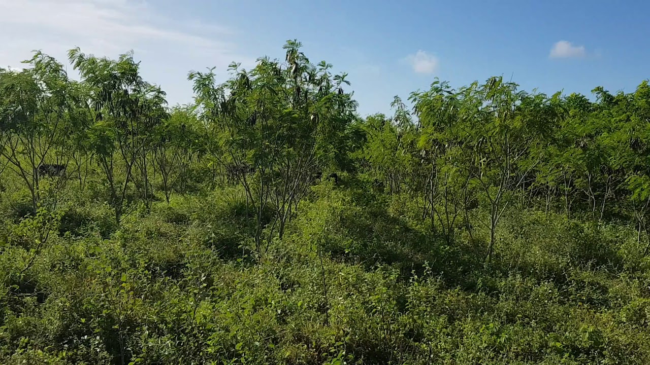 Pastejo direto em banco de proteínas