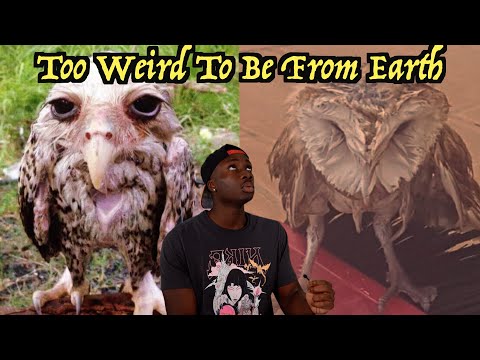 Why This Bird Could Be a Threat to International Security