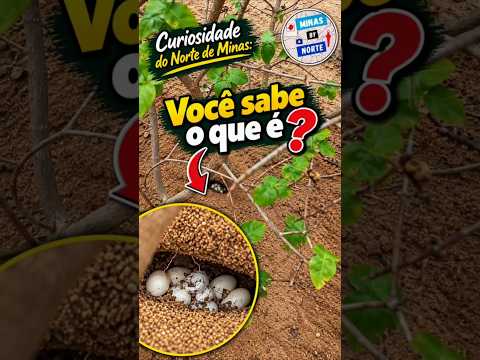 Você sabe o que é isso? #shorts #nortedeminas #minasgerais #curiosidades #Januária