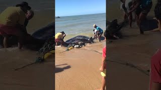 faze tari pisica de mare esuata