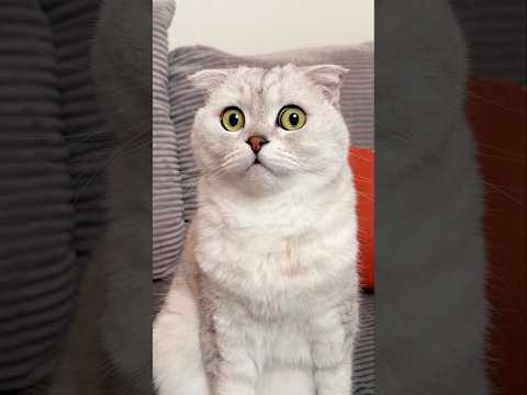 Jingle Bells🙄🎄 #cat