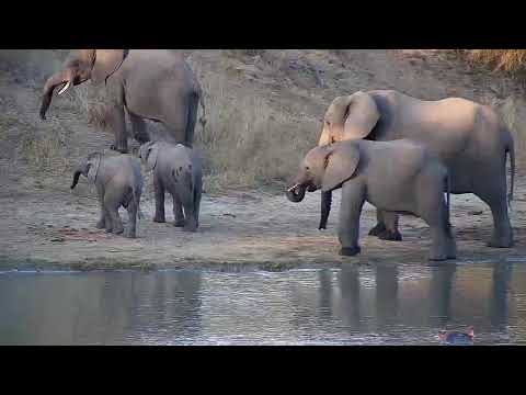 Djuma: Elephants - 16:34 - 06/29/20