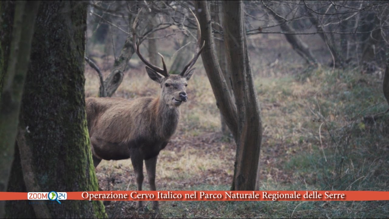 Operazione Cervo Italico nel Parco Naturale Regionale delle Serre (VIDEO)