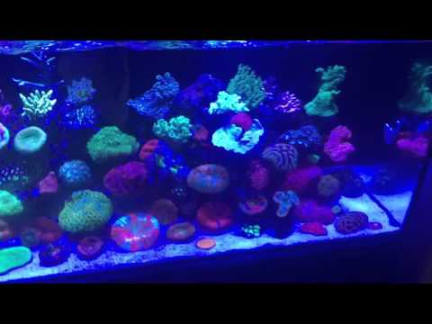 Best to get a Chiller if you keep coral!