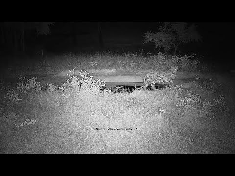 Djuma: Leopard-Molwati male-drinks at pan-saws a few times as moves off - 23:01 - 03/18/2022