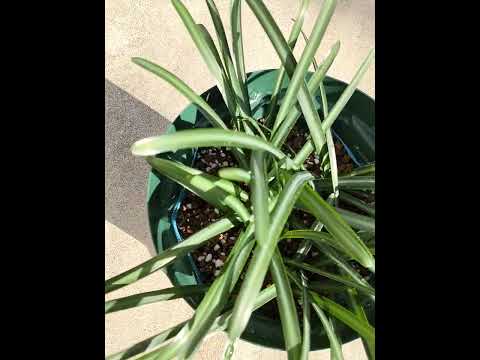 園芸 スパイダーフラワー