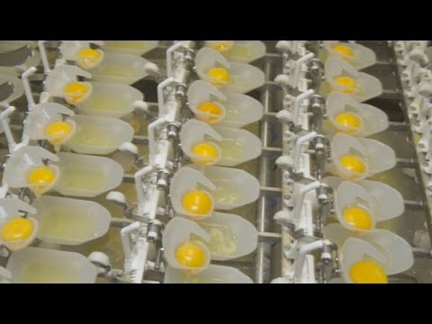 download lagu mp3 mp4 Egg Creations Canada, download lagu Egg Creations Canada gratis, unduh video klip Egg Creations Canada