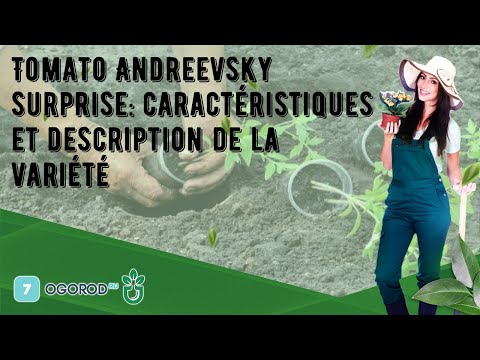 , title : 'Tomato Andreevsky surprise: caractéristiques et description de la variété'