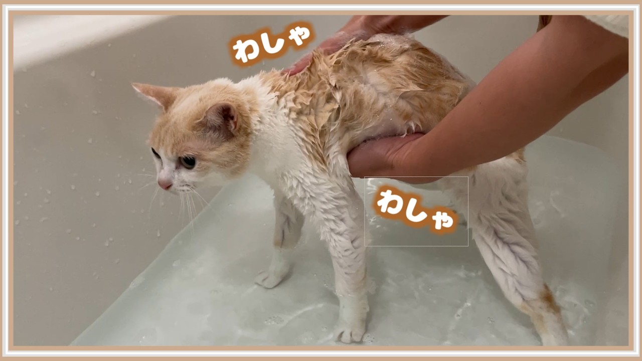 【悲報】風呂嫌いの猫をお湯に入れた時の反応がこちら