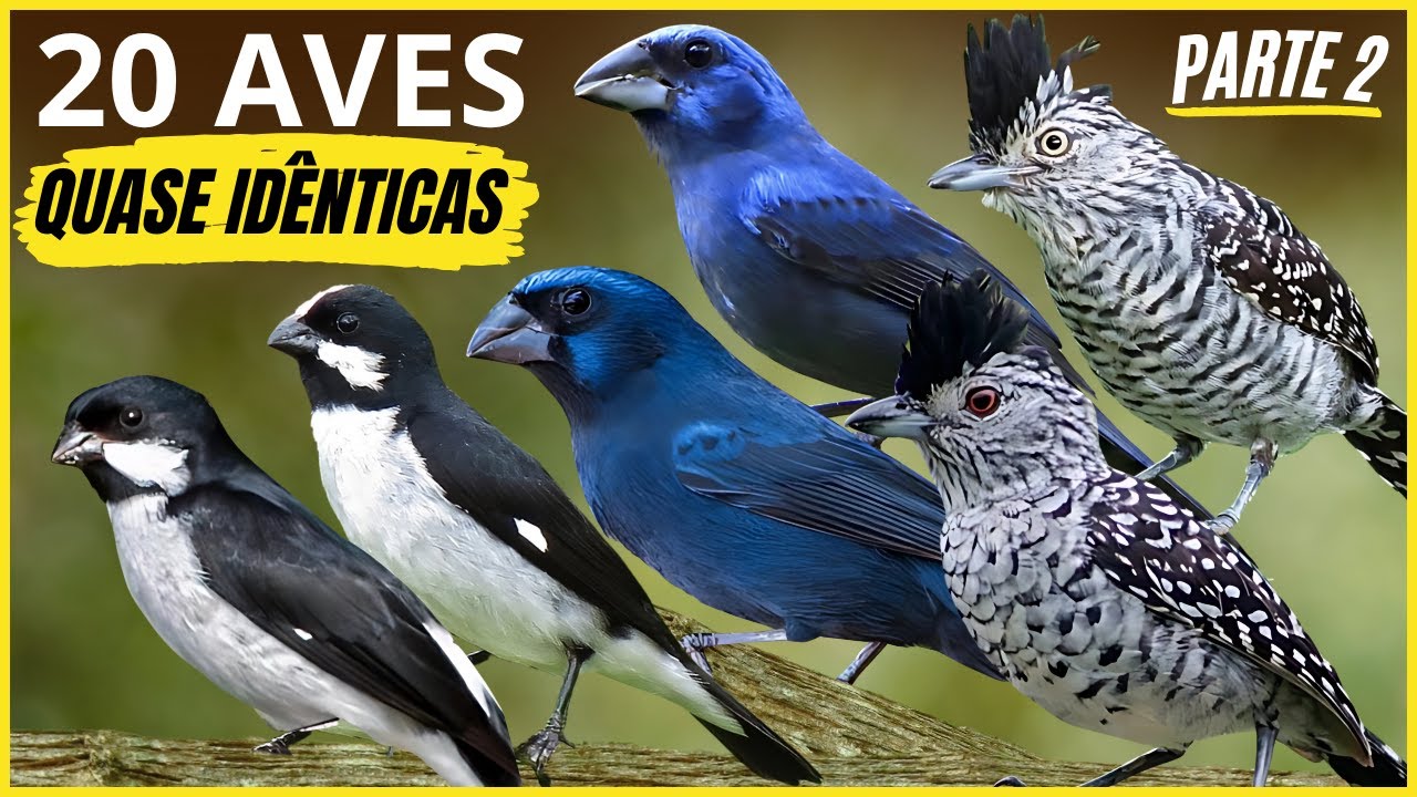 20 Almost Identical Birds "LEARN TO DIFFERENTIATE" and Bird Songs - PART 2!