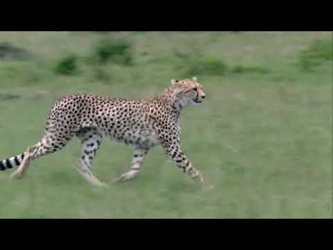 Cheetah Pan Part 16: Captain Shere Khan Captures Tina Cheetah