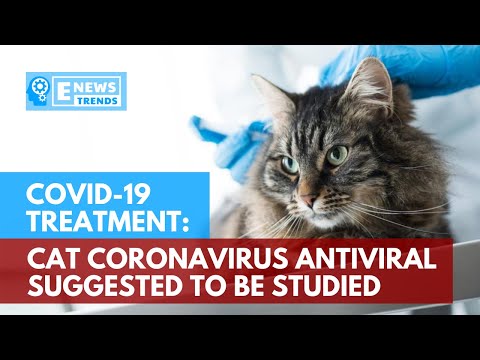 COVID-19 Treatment: Cat Coronavirus Antiviral Suggested to be Studied