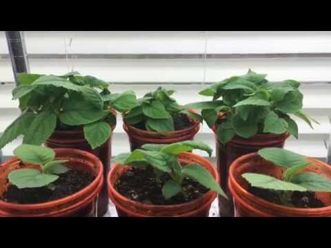 How To Grow A Kiwi Tree Or Vine From Seed, Day 53