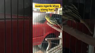Download lagu pancingan sirtu agar ikut bunyi#birds #sirtujantan #burung mp3